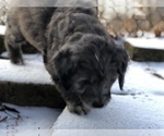 Small Photo #20 Aussiedoodle-Poodle (Standard) Mix Puppy For Sale in COMMERCE, MI, USA