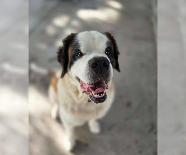 Medium Photo #1 Saint Bernard-Unknown Mix Puppy For Sale in Plover, WI, USA
