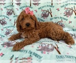 Small #4 Cavapoo (Miniature)
