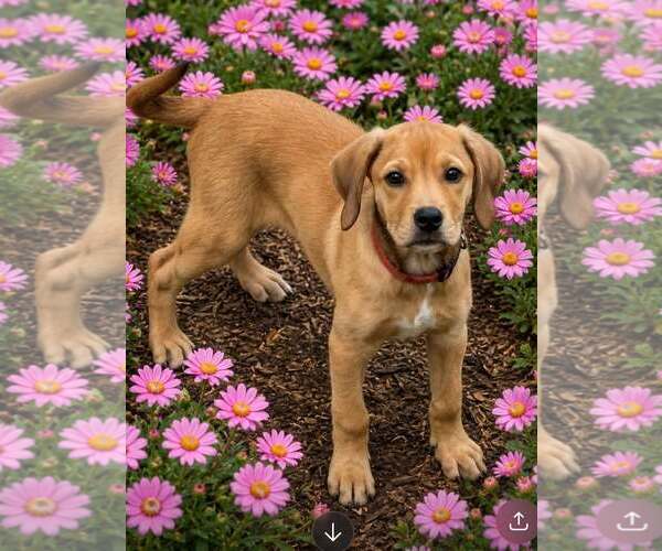 Medium Photo #4 Labrador Retriever-Unknown Mix Puppy For Sale in Mount Laurel, NJ, USA