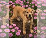 Small #3 Labrador Retriever Mix