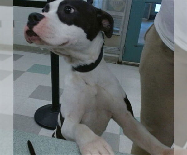 Medium Photo #1 Staffordshire Bull Terrier-Unknown Mix Puppy For Sale in Oklahoma City, OK, USA