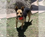 Small #3 Basenji Mix