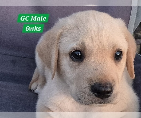 Medium Photo #151 Labrador Retriever Puppy For Sale in EDGEWOOD, TX, USA