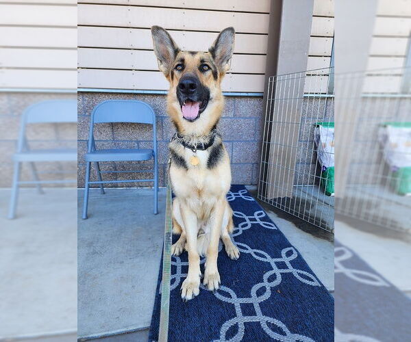 Medium Photo #3 German Shepherd Dog Puppy For Sale in Cupertino, CA, USA