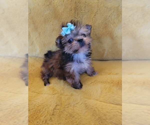 Medium Photo #16 Morkie Puppy For Sale in OTTAWA, OH, USA
