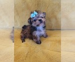 Small #15 Morkie