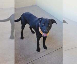Chucky - Male Labrador Retriever-Unknown Mix Dog for Adoption - Photo #3