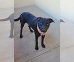 Small Photo #3 Labrador Retriever-Unknown Mix Puppy For Sale in McKinney, TX, USA