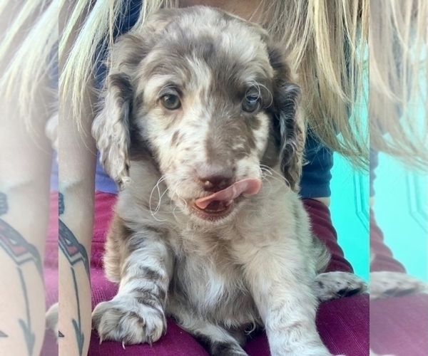 Medium Photo #1 Labradoodle-Poodle (Miniature) Mix Puppy For Sale in FORT MILL, SC, USA