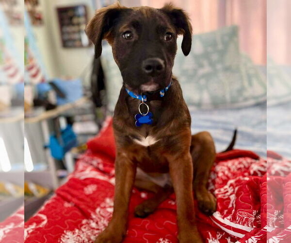 Medium Photo #3 Irish Setter-Labrador Retriever Mix Puppy For Sale in Spring Lake, NC, USA