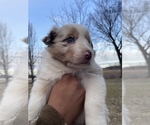 Small #2 Australian Shepherd