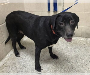 Labrador Retriever-Unknown Mix Dogs for adoption in Conroe, TX, USA