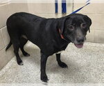 Small Labrador Retriever Mix