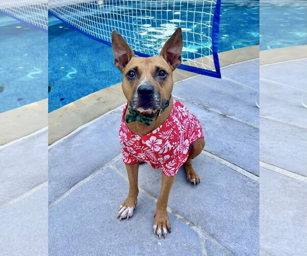 Medium Photo #2 Mutt Puppy For Sale in Royse City, TX, USA
