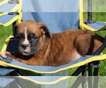 Small Photo #6 Boxer Puppy For Sale in SHIPSHEWANA, IN, USA