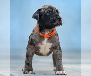 American Bully Puppy for sale in WASHINGTON, DC, USA