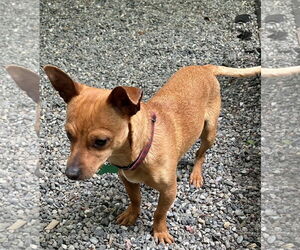 Chihuahua-Unknown Mix Dogs for adoption in Bellevue, WA, USA