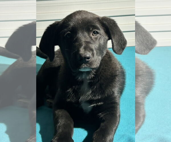 Medium Photo #2 Labrador Retriever-Unknown Mix Puppy For Sale in Tarrytown, GA, USA