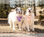Small #4 Anatolian Shepherd-Great Pyrenees Mix