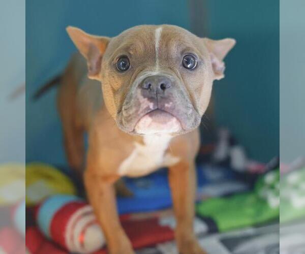 Medium Photo #1 French Bulldog-Unknown Mix Puppy For Sale in San Antonio, TX, USA