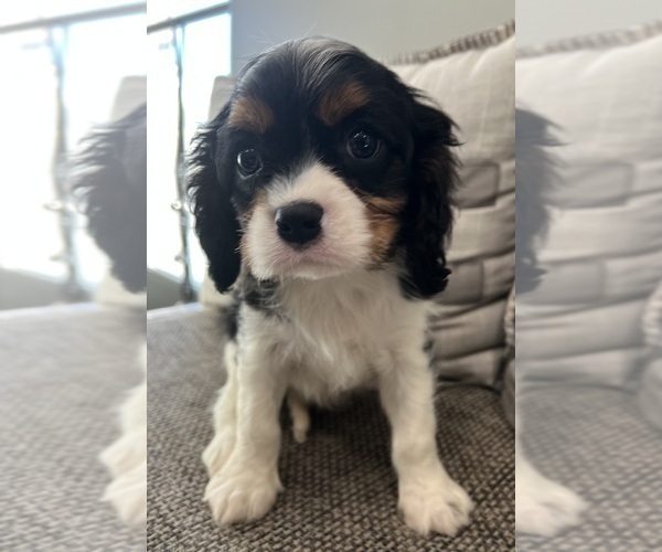 Medium Photo #2 Cavalier King Charles Spaniel Puppy For Sale in WARSAW, IN, USA