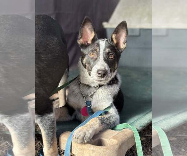 Medium Photo #3 Mutt Puppy For Sale in Paso Robles, CA, USA