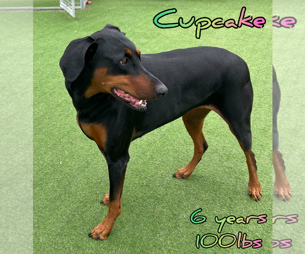 Medium Photo #1 Doberman Pinscher-Unknown Mix Puppy For Sale in Woodbury, NY, USA