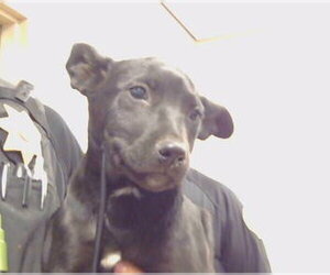Mutt Dogs for adoption in Sacramento, CA, USA