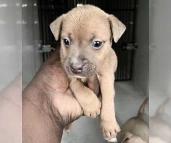 Medium Photo #1 Labrador Retriever-Unknown Mix Puppy For Sale in Houston, TX, USA