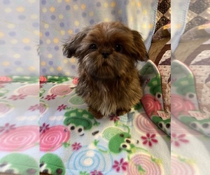Shih Tzu Puppy for sale in MOUNT STERLING, KY, USA