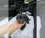 Small Labrador Retriever Mix