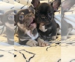 Small #1 French Bulldog
