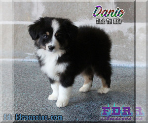 Miniature Australian Shepherd Puppy for sale in FORESTBURG, TX, USA