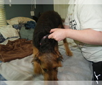 Small #9 Airedale Terrier