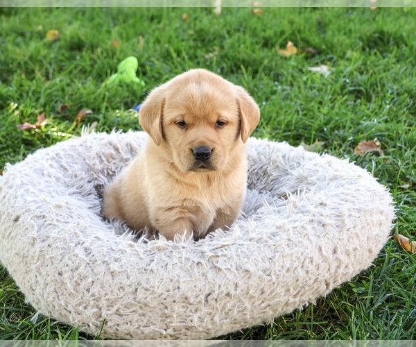 Medium Photo #2 Golden Labrador Puppy For Sale in SYRACUSE, IN, USA