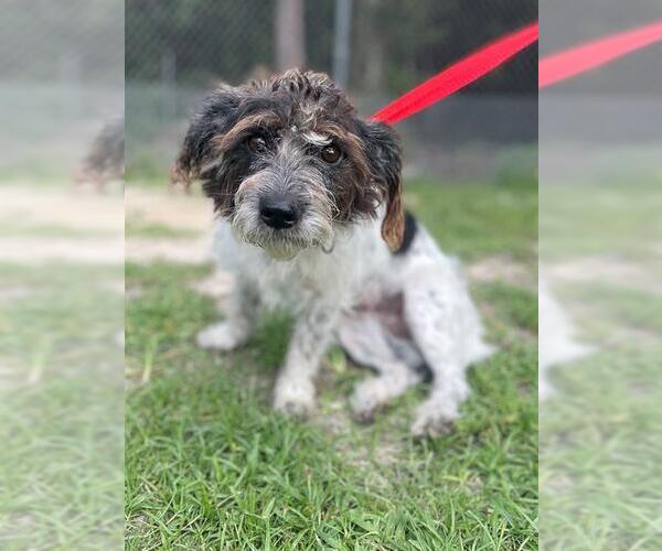Medium Photo #2 Lhasa Apso-Unknown Mix Puppy For Sale in Naples, FL, USA