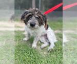 Small #1 Lhasa Apso Mix