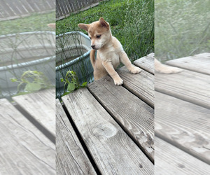 Medium Pomsky