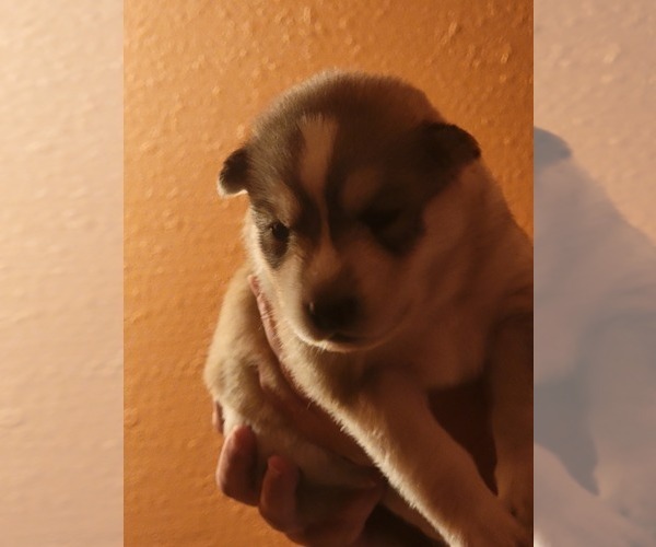 Medium Photo #1 Siberian Husky Puppy For Sale in MESA, AZ, USA