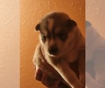 Small Photo #1 Siberian Husky Puppy For Sale in MESA, AZ, USA