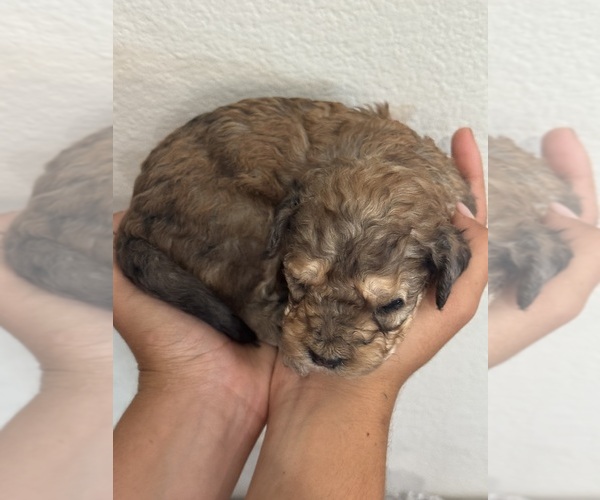 Medium Photo #6 Bernedoodle (Miniature) Puppy For Sale in LONGMONT, CO, USA