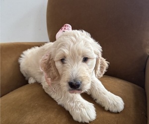 Medium Goldendoodle