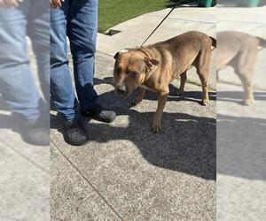 English Mastweiler Dogs for adoption in Stockton, CA, USA