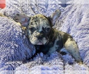 French Bulldog Puppy for sale in HAMDEN, CT, USA