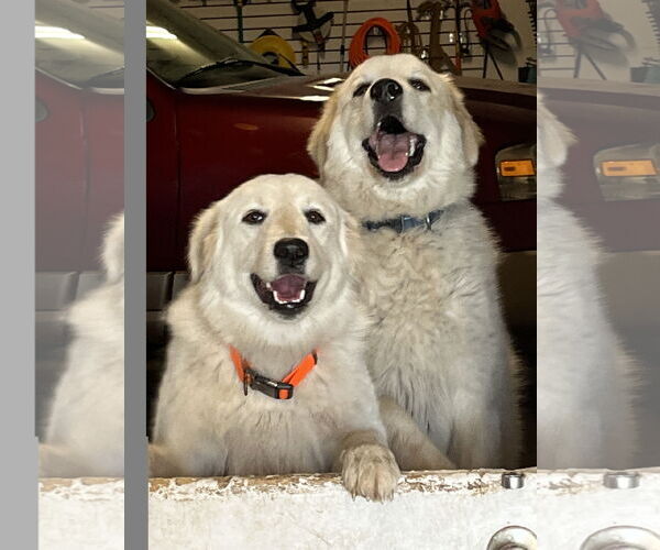 Medium Photo #3 Great Pyrenees Puppy For Sale in Spring, TX, USA