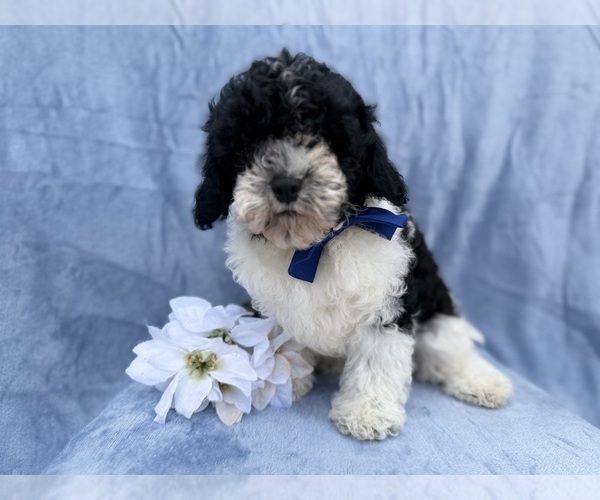 Medium Photo #2 Cavapoo (Miniature) Puppy For Sale in LAKELAND, FL, USA