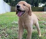 Puppy Mr Silver Golden Retriever