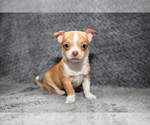 Small #1 Chihuahua