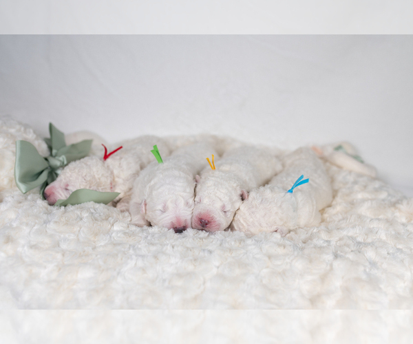 Medium Photo #15 Great Pyrenees Puppy For Sale in CONWAY, MO, USA